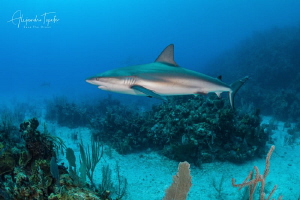 Shark on the Reef, Gardens of the Queen Cuba by Alejandro Topete 